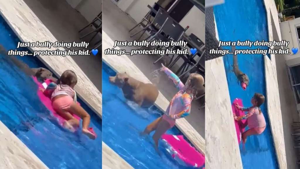 Big Dog Protects Little Girl in Pool, Keeps Looking Back To See if She’s Okay