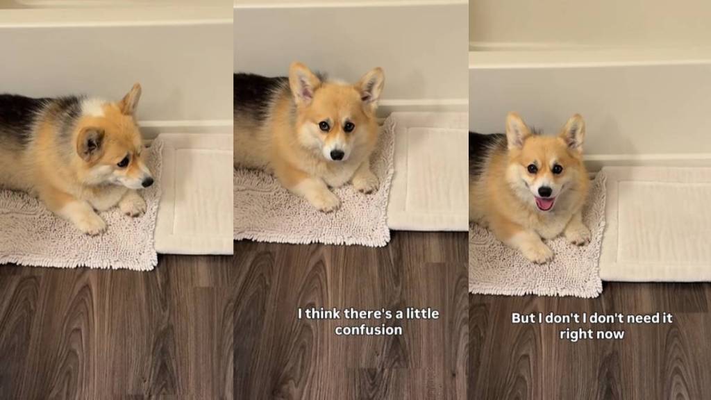 Dog Gives Big Smile When Owner Appreciates Emotional Support