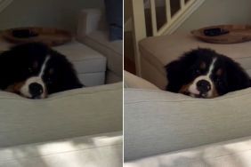 Puppy Rests Face on Particular Spot on Couch for Bird Watching