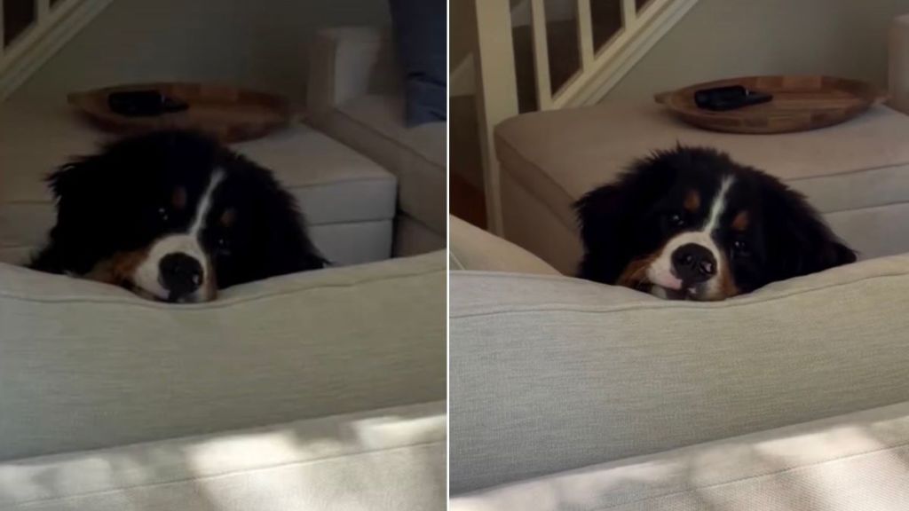 Puppy Rests Face on Particular Spot on Couch for Bird Watching