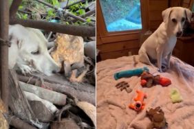 Once-Chained Rescue Dog Shows Toys May Mean Little to Some, but Everything to Her
