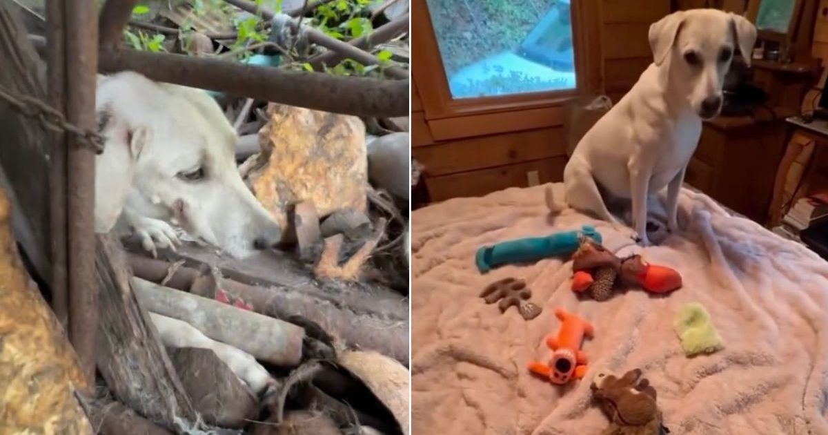 Once-Chained Rescue Dog Shows Toys May Mean Little to Some, but Everything to Her