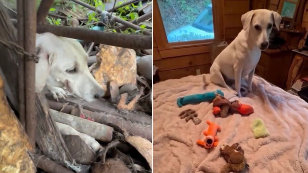 Once-Chained Rescue Dog Shows Toys May Mean Little to Some, but Everything to Her