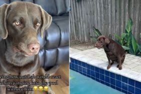 Labrador Can’t Believe Dad Went in Pool Without Him