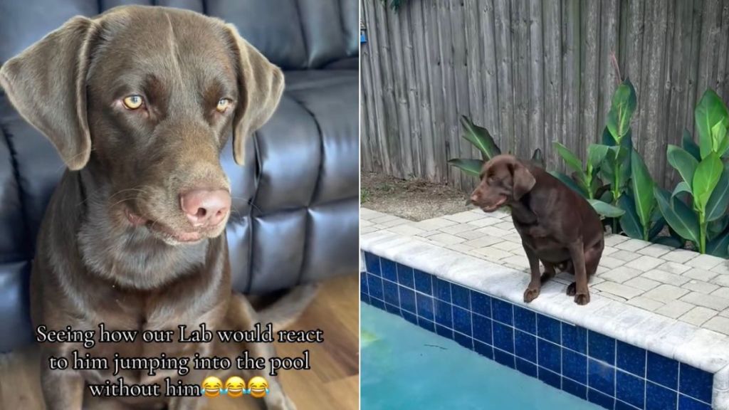 Labrador Can’t Believe Dad Went in Pool Without Him