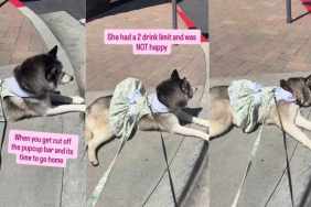 Husky in Cute Dress Throws Tantrum for More Pup Cups