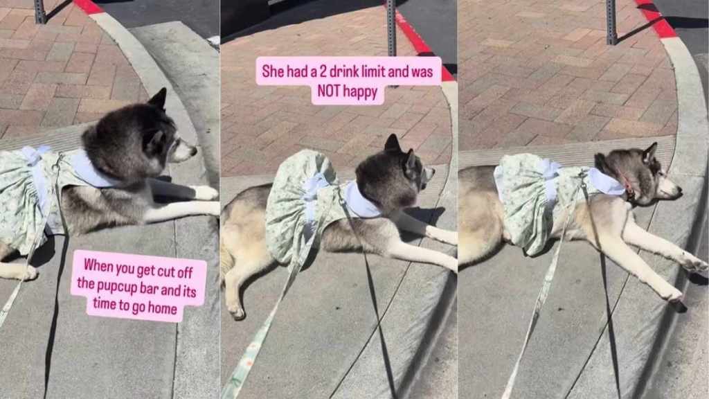 Husky in Cute Dress Throws Tantrum for More Pup Cups