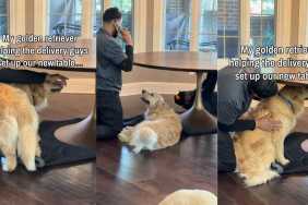 Golden Retriever Trying To Help Delivery Guys Ends up Getting Pets