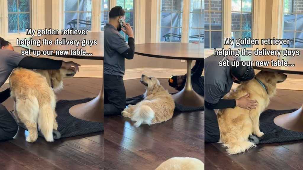 Golden Retriever Trying To Help Delivery Guys Ends up Getting Pets