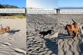 Shelter Dog Visits Beach for First Time After Adoption, Runs Free Like a Kid
