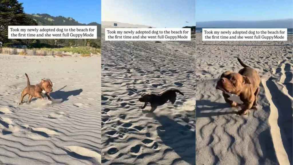 Shelter Dog Visits Beach for First Time After Adoption, Runs Free Like a Kid