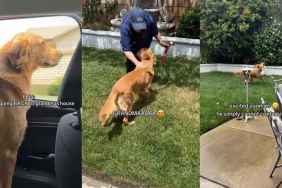 Golden Retriever Is So Happy at Grandma’s House Like He Belongs There