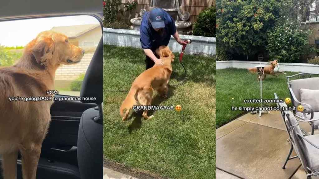 Golden Retriever Is So Happy at Grandma’s House Like He Belongs There