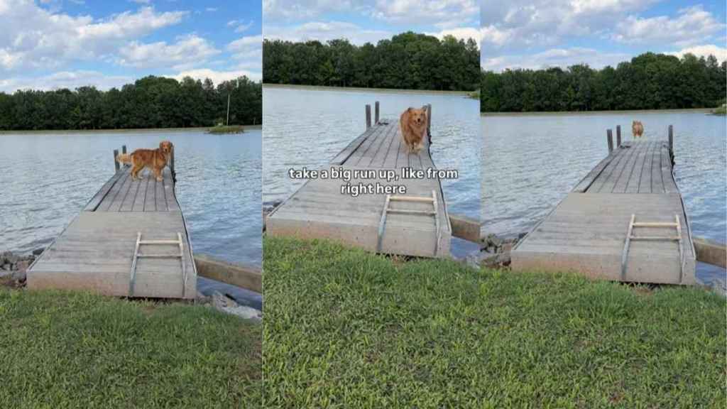 Dog Convinces Owner That She Understands Full Sentences