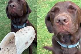 Labrador Keeps Eyes Closed To Get Away With Shoe Mischief