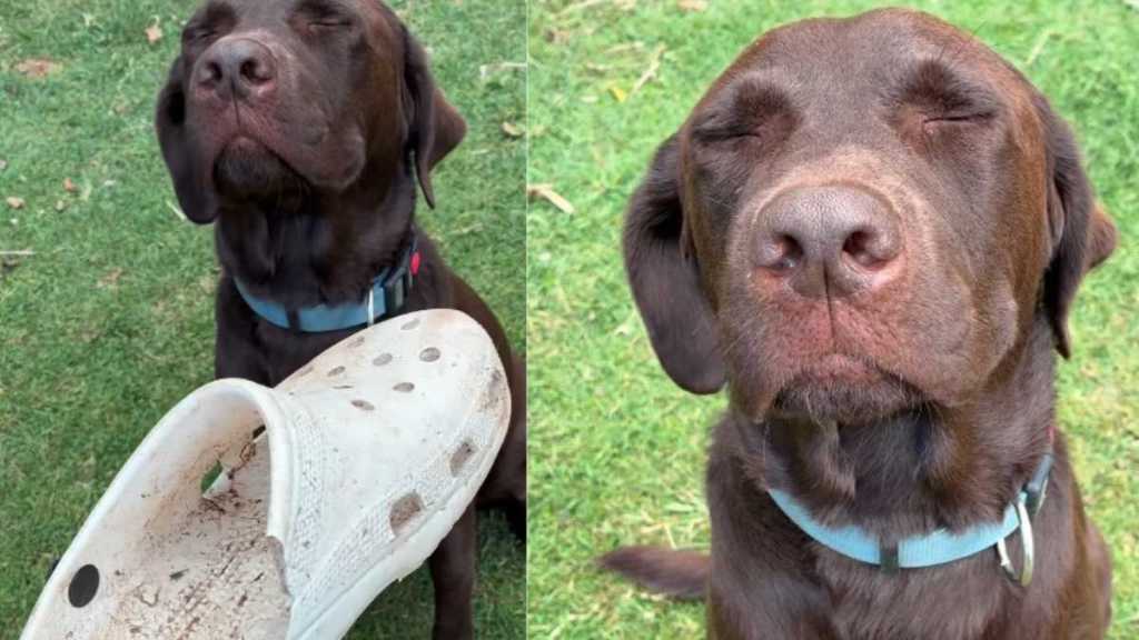 Labrador Keeps Eyes Closed To Get Away With Shoe Mischief