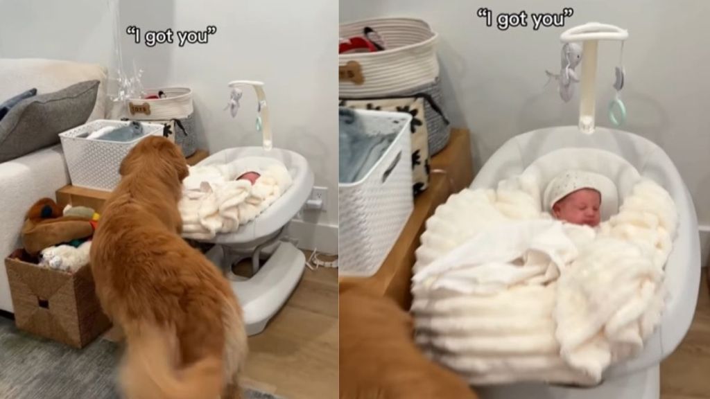 Golden Retriever Makes It Clear She’ll Be There for Baby Girl No Matter What