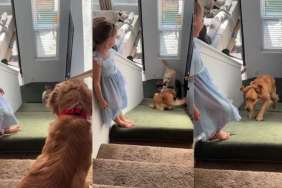Golden Retriever’s Part of Kids’ Team Enjoying Mattress Slide