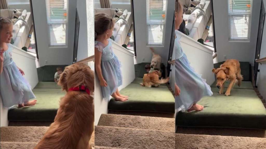 Golden Retriever’s Part of Kids’ Team Enjoying Mattress Slide