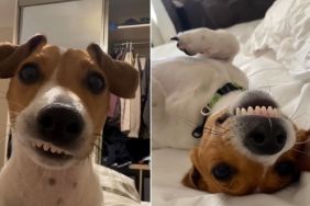 Rescue Dog Saved From Certain Fate Now Lives Life He Never Could Have Imagined