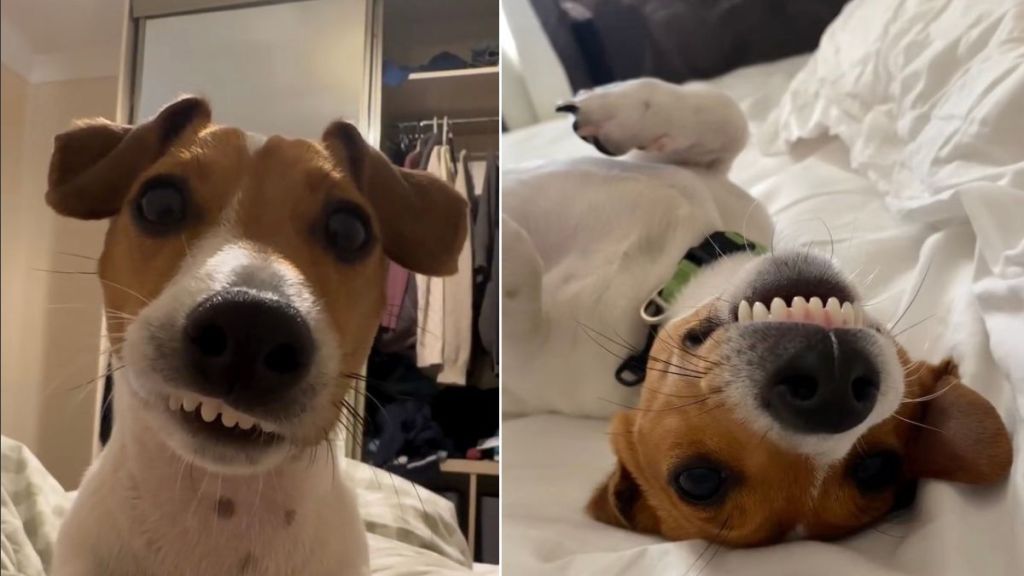 Rescue Dog Saved From Certain Fate Now Lives Life He Never Could Have Imagined