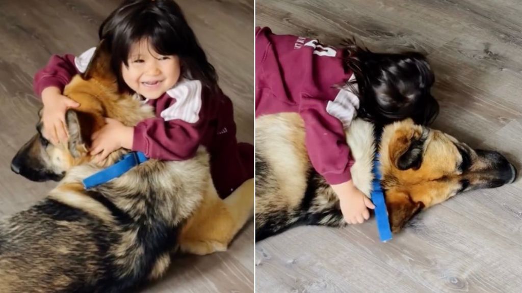 Big Dog Has Never Known Life Without Little Girl, He Can’t Even Imagine One