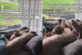 Dog Met Little Boy When He Was Just a Baby, Now They’re Inseparable