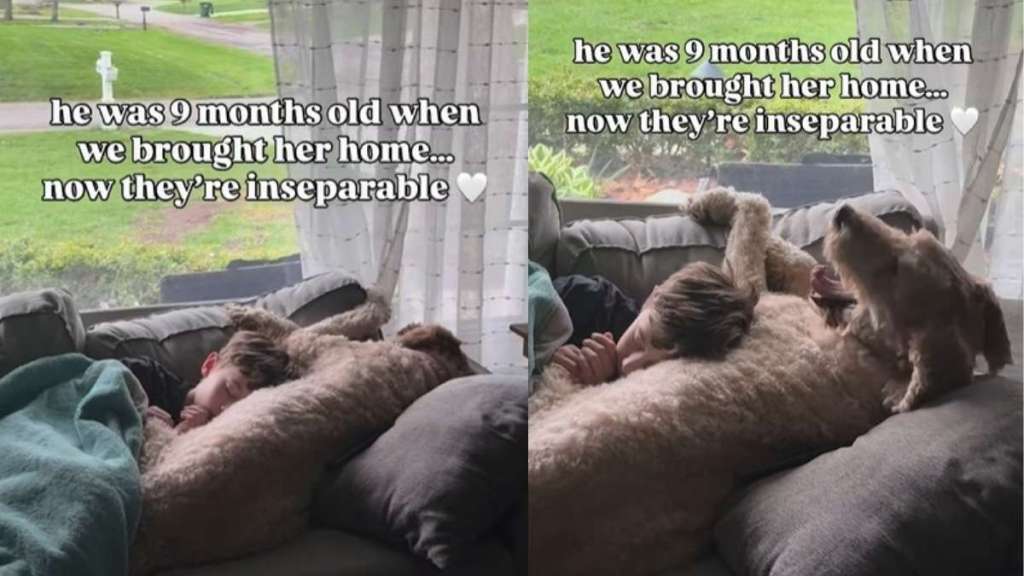 Dog Met Little Boy When He Was Just a Baby, Now They’re Inseparable