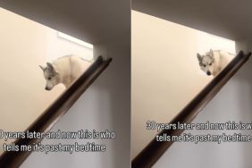 Husky Stares at Owner To Remind It’s Past Bedtime