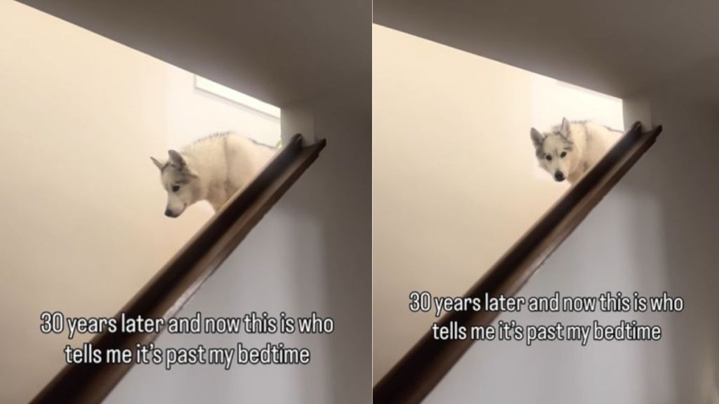 Husky Stares at Owner To Remind It’s Past Bedtime