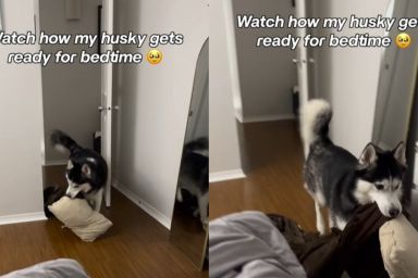 Husky Never Fails To Bring His Blankie & Pillow for Bedtime