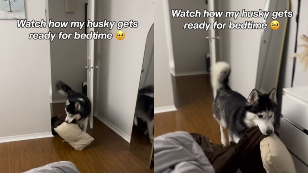 Husky Never Fails To Bring His Blankie & Pillow for Bedtime