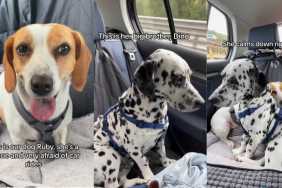 Rescue Dog Finds Comfort in Big Furry Brother During Car Ride