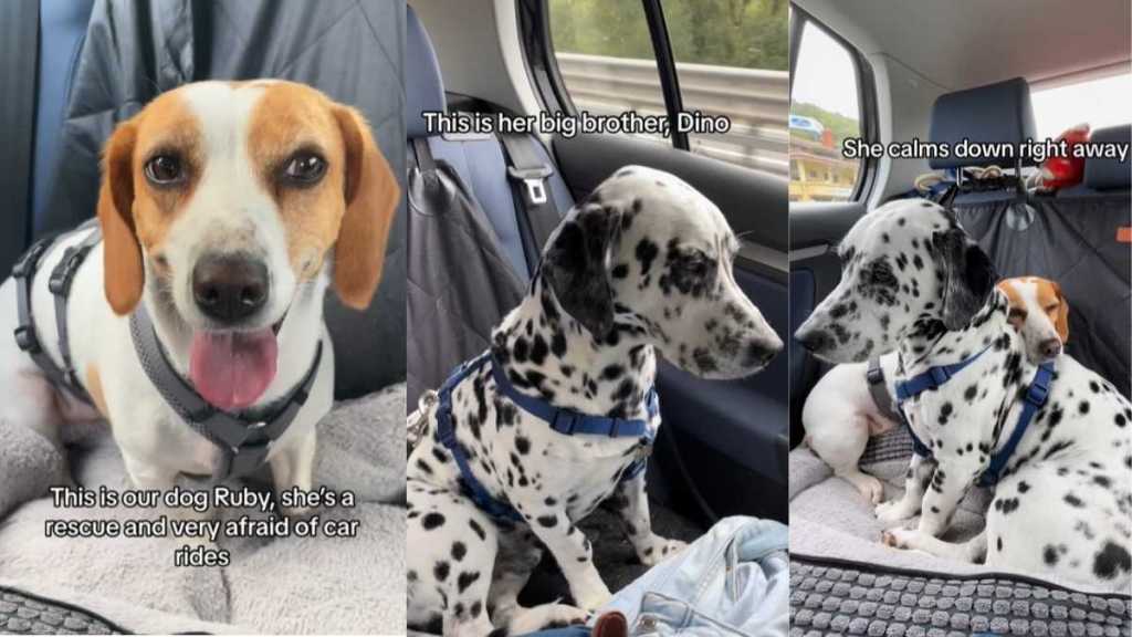 Rescue Dog Finds Comfort in Big Furry Brother During Car Ride