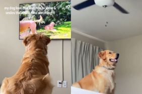 Golden Retriever Can’t Stop Smiling While Watching Favorite TV Show