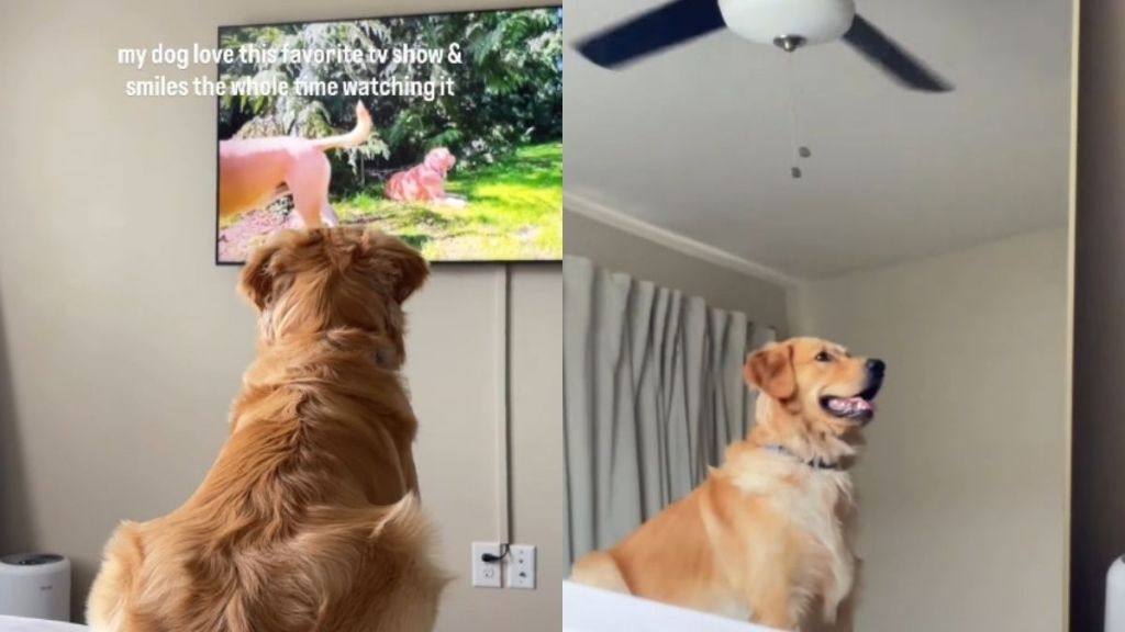 Golden Retriever Can’t Stop Smiling While Watching Favorite TV Show