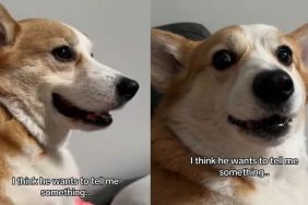 Corgi Puts Paw on Owner’s Arm as He Has Something To Say