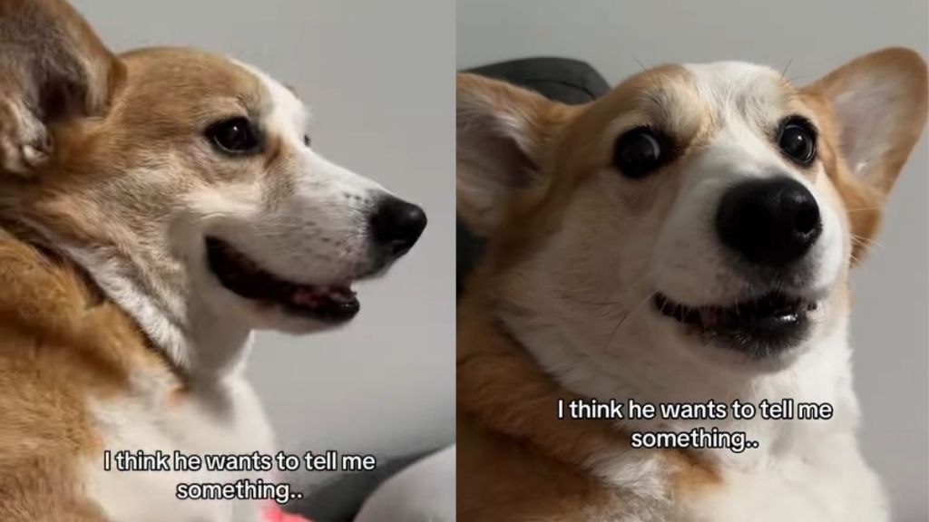 Corgi Puts Paw on Owner’s Arm as He Has Something To Say