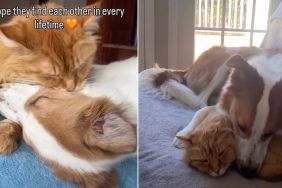 Dog & Cat Siblings So Close Their Owner Calls Them ‘Soulmates'