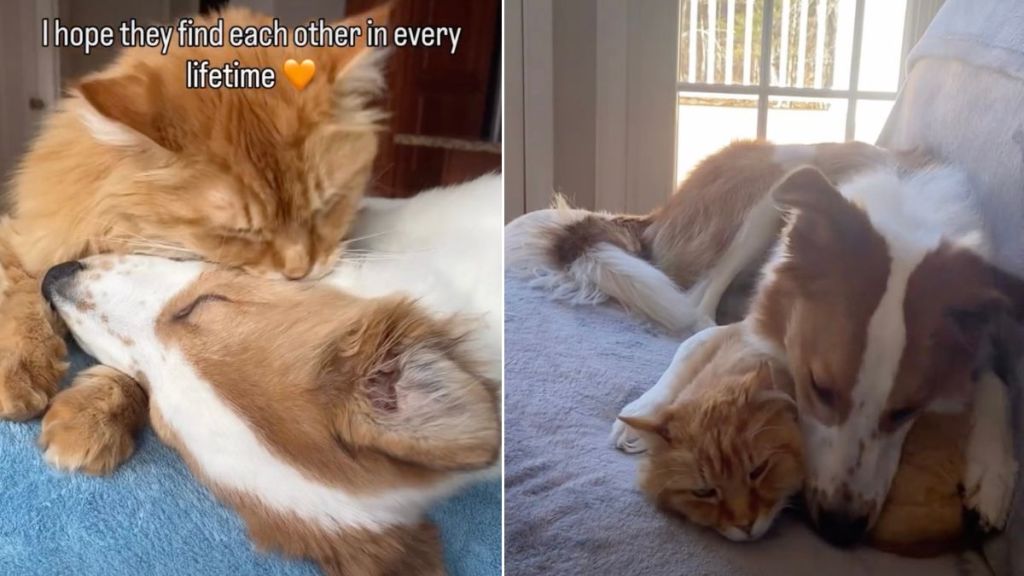 Dog & Cat Siblings So Close Their Owner Calls Them ‘Soulmates'