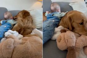 Golden Retriever Stays Still & Patient Little Baby Uses Him as a Pillow