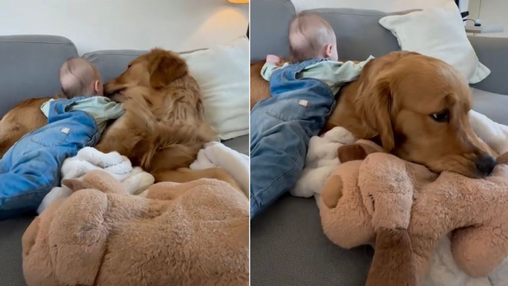 Golden Retriever Stays Still & Patient Little Baby Uses Him as a Pillow