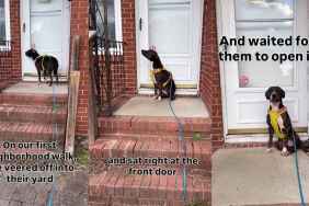 Rescue Dog Still Returns To House Where She Once Lived, Waits To Be Let In