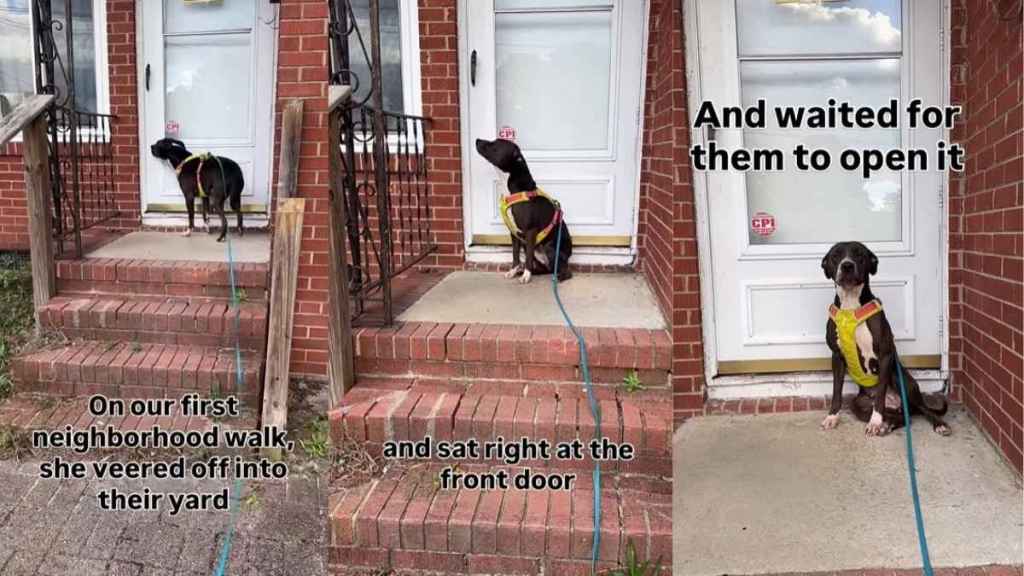 Rescue Dog Still Returns To House Where She Once Lived, Waits To Be Let In