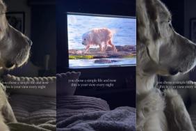 Golden Retriever's Nighttime Routine Is Unlike Anything You'd Expect