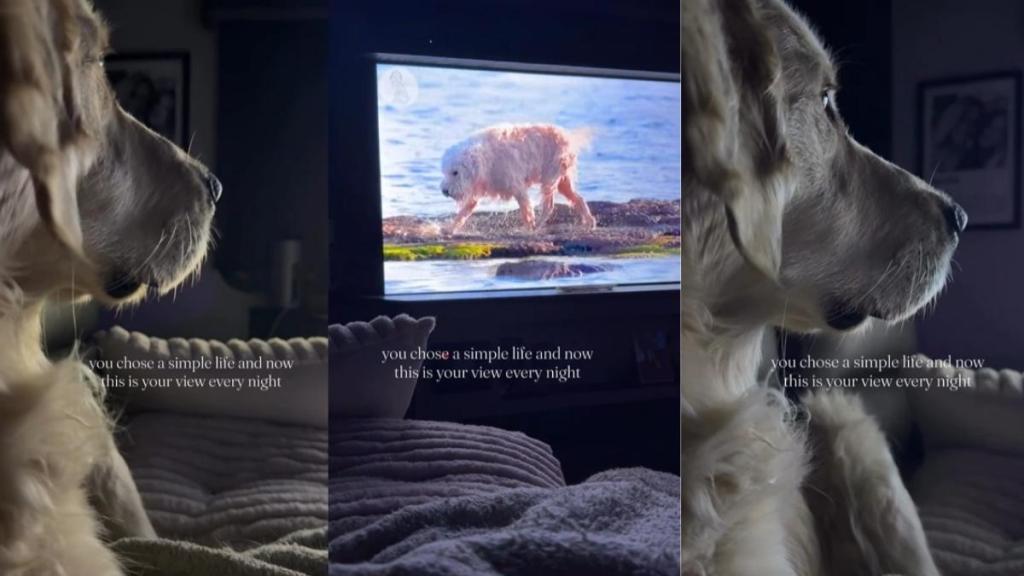 Golden Retriever's Nighttime Routine Is Unlike Anything You'd Expect