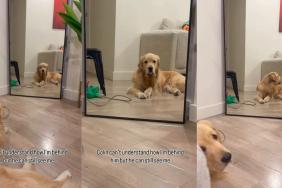 Dog Doesn’t Get How He Can See Owner in Mirror When She’s Behind