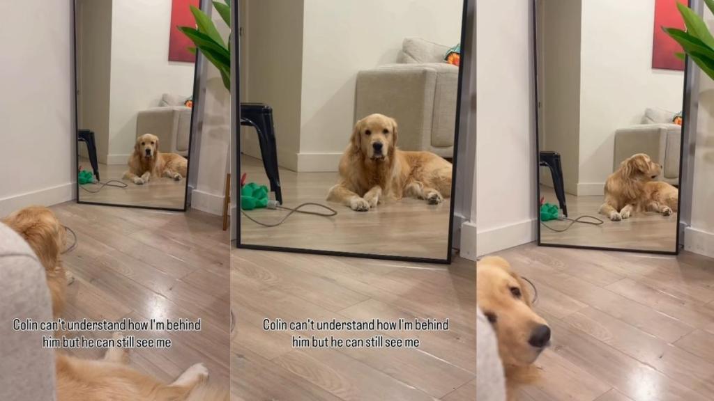 Dog Doesn’t Get How He Can See Owner in Mirror When She’s Behind