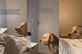 Golden Retriever Waits by Nightstand Daily After Once Finding Treats