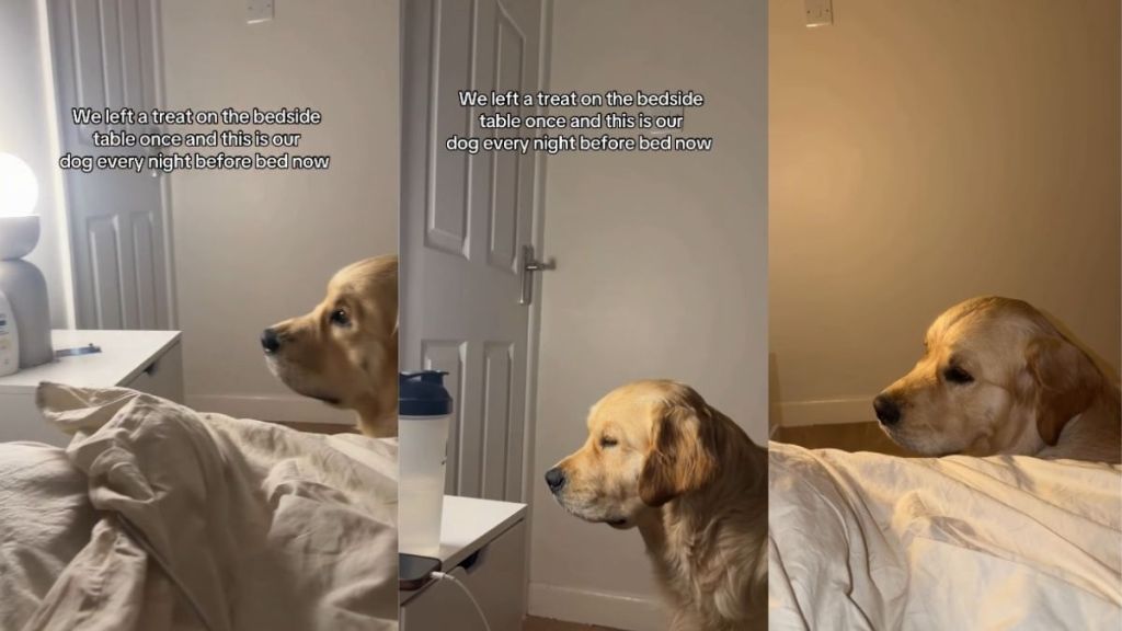 Golden Retriever Waits by Nightstand Daily After Once Finding Treats